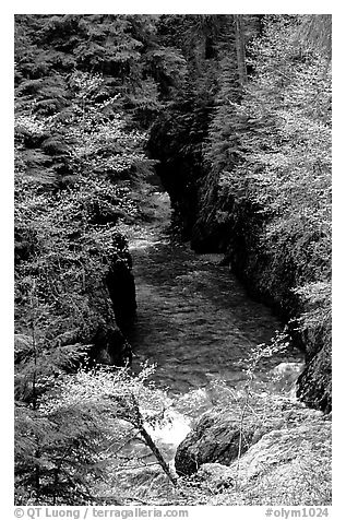 Quinault river in gorge. Olympic National Park, Washington, USA.