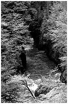 Quinault river in gorge. Olympic National Park, Washington, USA. (black and white)