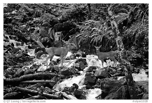 Deer standing in creek. Olympic National Park, Washington, USA.