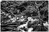 Deer standing in creek. Olympic National Park, Washington, USA. (black and white)
