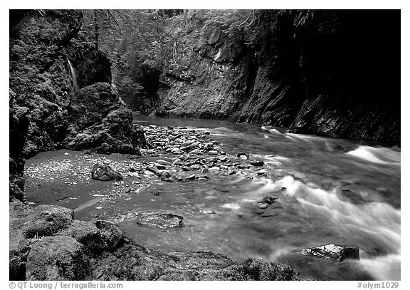 North fork of the Quinault river. Olympic National Park (black and white)