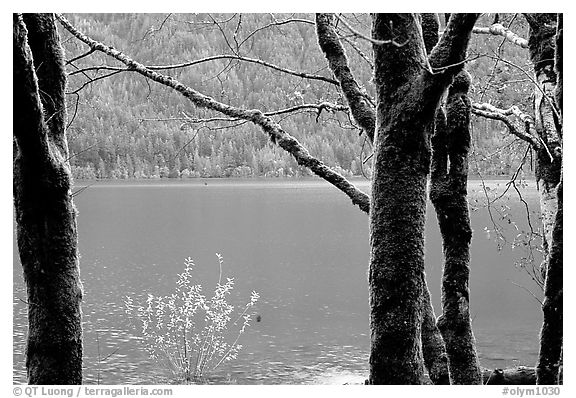 Moss-covered trees on  shore of Crescent lake. Olympic National Park, Washington, USA.