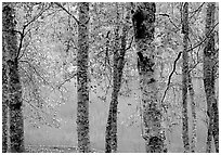 Trees and turquoise waters of Crescent lake. Olympic National Park, Washington, USA. (black and white)