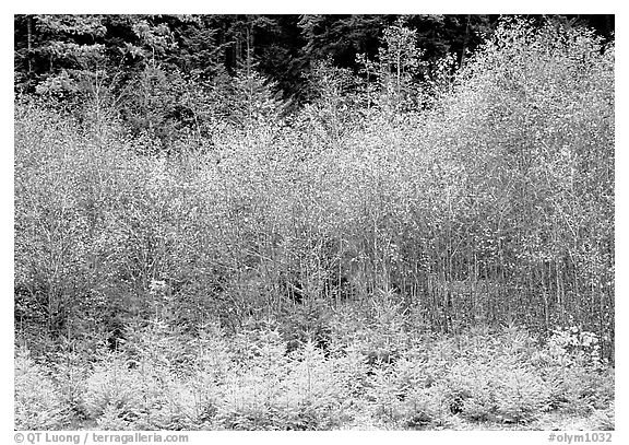 Trees with new leaves in spring. Olympic National Park (black and white)