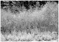 Trees with new leaves in spring. Olympic National Park ( black and white)