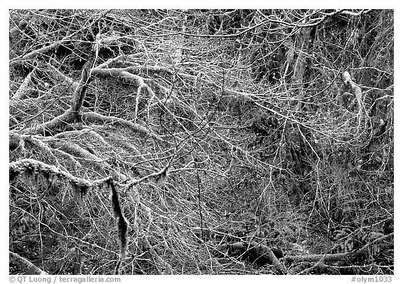 Branches and moss in spring. Olympic National Park, Washington, USA.