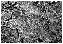 Branches and moss in spring. Olympic National Park ( black and white)