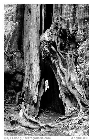 Cedar tree. Olympic National Park (black and white)