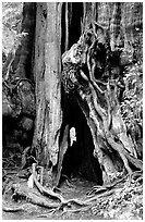 Cedar tree. Olympic National Park, Washington, USA. (black and white)