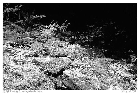 Mosses and boulders along Quinault river. Olympic National Park (black and white)