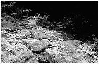 Mosses and boulders along Quinault river. Olympic National Park, Washington, USA. (black and white)