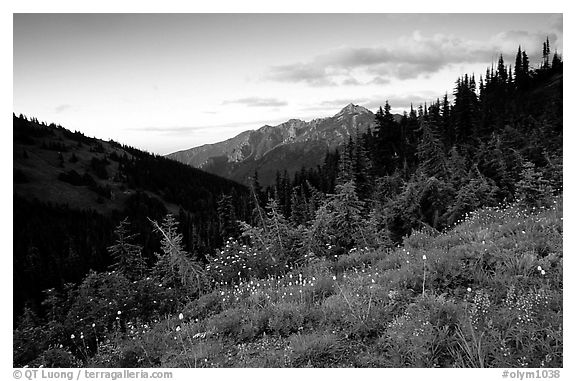 Wildflowers at sunset, Hurricane ridge. Olympic National Park (black and white)