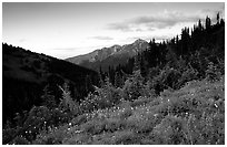 Wildflowers at sunset, Hurricane ridge. Olympic National Park, Washington, USA. (black and white)