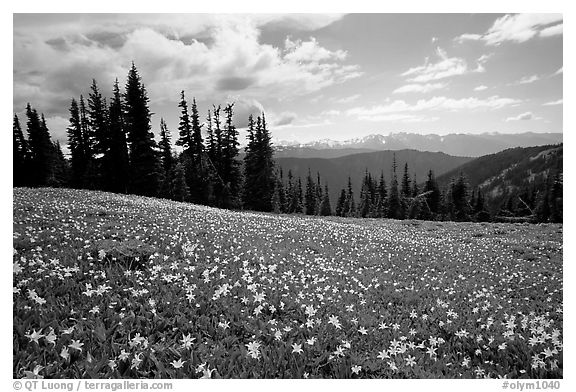 Avalanche lillies, Hurricane ridge. Olympic National Park, Washington, USA.