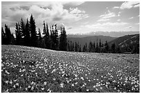 Avalanche lillies, Hurricane ridge. Olympic National Park, Washington, USA. (black and white)