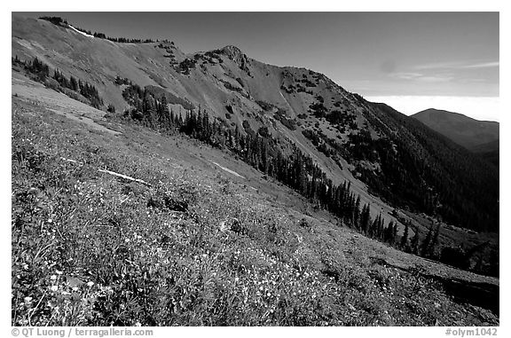 Wildflowers on hill, Hurricane ridge. Olympic National Park, Washington, USA.