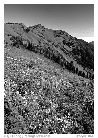 Wildflowers on grassy slope, Hurricane ridge. Olympic National Park, Washington, USA.