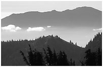 Wind-twisted trees and mountain ridges from Hurricane hill. Olympic National Park, Washington, USA. (black and white)