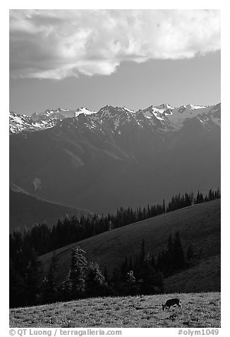 Deer and Olympus Range, Hurricane ridge, afternoon. Olympic National Park, Washington, USA.