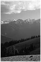 Deer and Olympus Range, Hurricane ridge, afternoon. Olympic National Park, Washington, USA. (black and white)