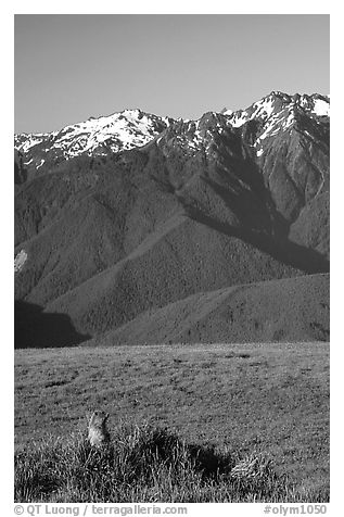 Marmot near Hurricane hill with Olympus Range behind. Olympic National Park, Washington, USA.