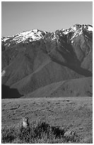 Marmot near Hurricane hill with Olympus Range behind. Olympic National Park, Washington, USA. (black and white)