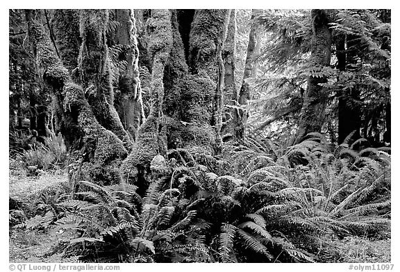 Ferns and moss-covered trunks near Crescent Lake. Olympic National Park, Washington, USA.