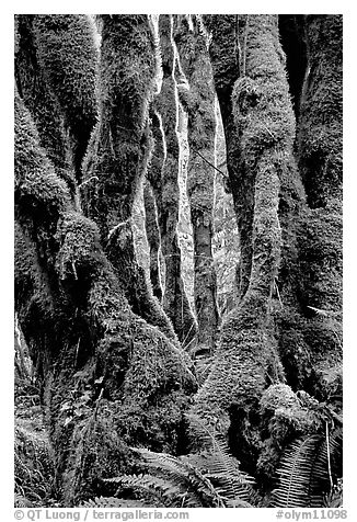 Moss-covered trunks near Crescent Lake. Olympic National Park (black and white)
