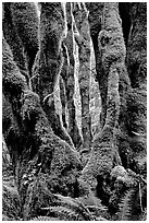 Moss-covered trunks near Crescent Lake. Olympic National Park, Washington, USA. (black and white)