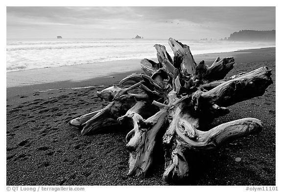 Large roots of driftwood tree, Rialto Beach. Olympic National Park, Washington, USA.