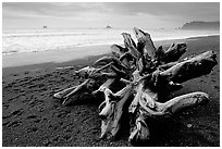 Large roots of driftwood tree, Rialto Beach. Olympic National Park, Washington, USA. (black and white)