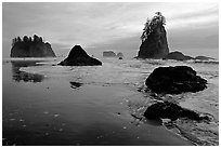 Beach with seastacks and reflections. Olympic National Park, Washington, USA. (black and white)