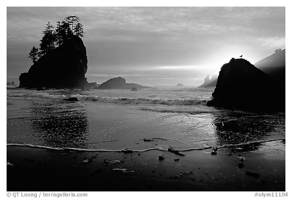 Beach, seastacks and rock with bird, Second Beach, sunset. Olympic National Park, Washington, USA.