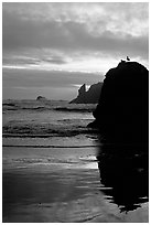 Rock with bird, Second Beach, sunset. Olympic National Park, Washington, USA. (black and white)