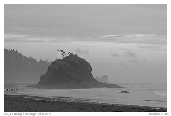 Seastack, Second Beach, dusk. Olympic National Park (black and white)