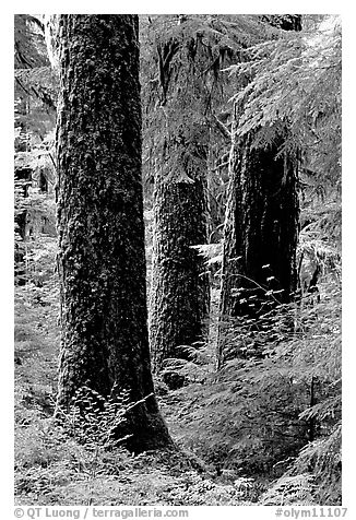 Trunks near Sol Duc falls. Olympic National Park (black and white)