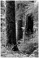 Trunks near Sol Duc falls. Olympic National Park, Washington, USA. (black and white)