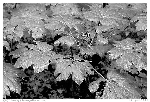 Red berries and leaves. Olympic National Park (black and white)