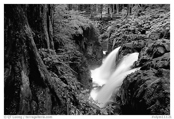 Sol Duc falls and footbridge. Olympic National Park (black and white)