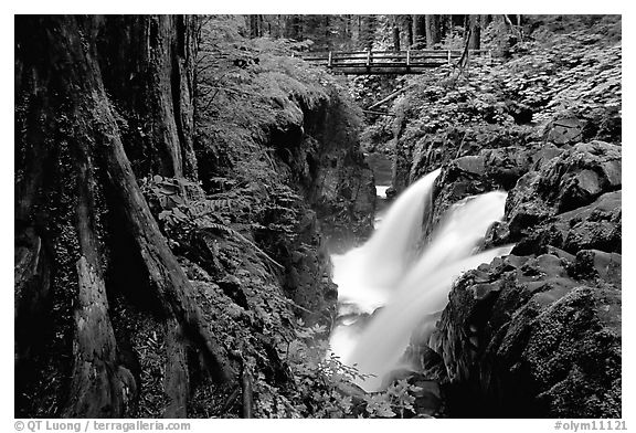 Sol Duc falls and footbridge. Olympic National Park, Washington, USA.