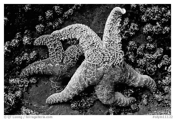 Orange and red sea stars. Olympic National Park (black and white)