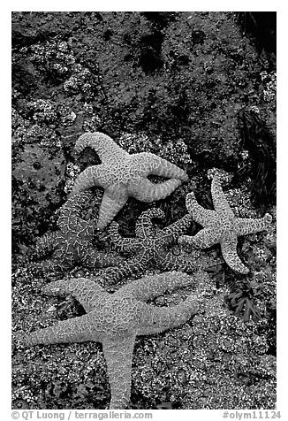 Seastars on rocks at low tide. Olympic National Park (black and white)