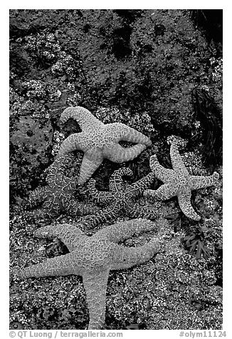 Seastars on rocks at low tide. Olympic National Park, Washington, USA.