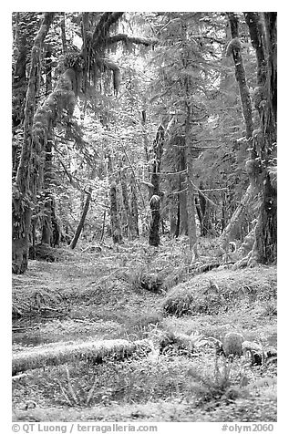 Verdant rain forest, Quinault. Olympic National Park, Washington, USA.