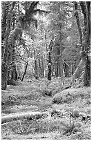 Verdant rain forest, Quinault. Olympic National Park, Washington, USA. (black and white)