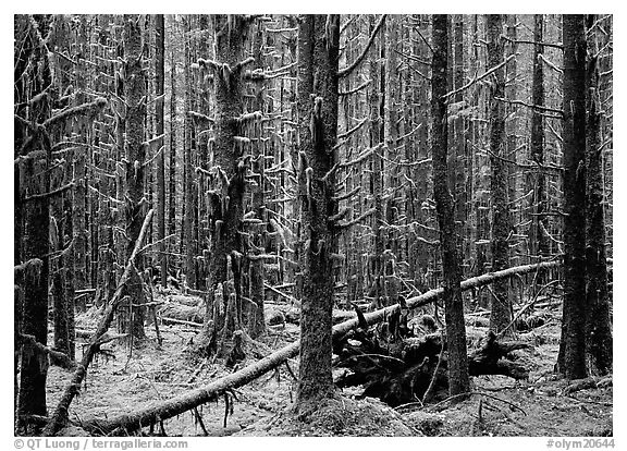 Moss on trunks in Quinault rain forest. Olympic National Park (black and white)