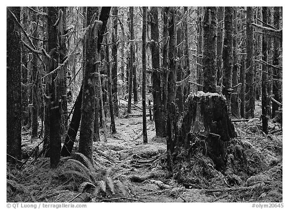 Moss-covered trees in Quinault rainforest. Olympic National Park (black and white)