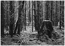 Moss-covered trees in Quinault rainforest. Olympic National Park, Washington, USA. (black and white)