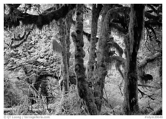 Club moss on vine maple and bigleaf maple in Hoh rain forest. Olympic National Park, Washington, USA.