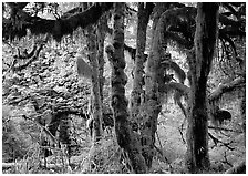 Club moss on vine maple and bigleaf maple in Hoh rain forest. Olympic National Park, Washington, USA. (black and white)